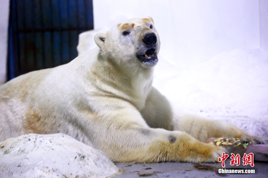 南京海底世界北极熊启程西安“娶媳妇”
