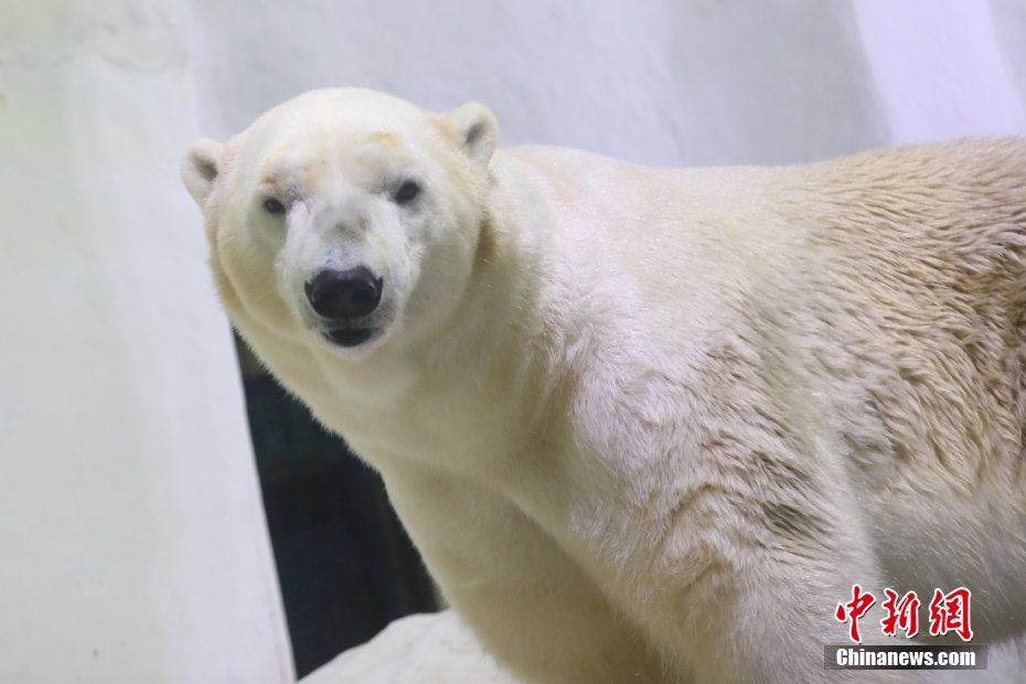 南京海底世界北极熊启程西安“娶媳妇”