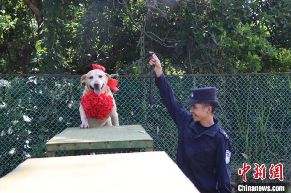 云南西双版纳：三只功勋警犬退役 民警不舍送别