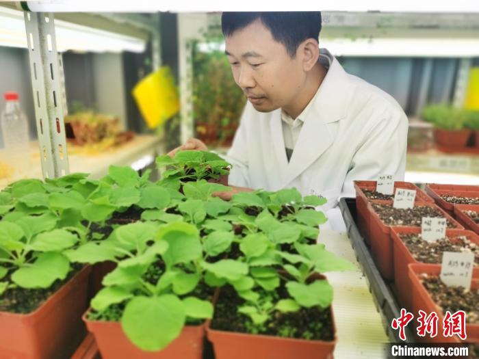 有助降低农业磷肥施用 科研人员在植物磷营养吸收上取得新发现