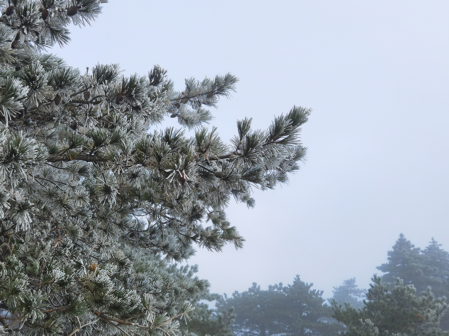 气温骤降 黄山现雾凇景观