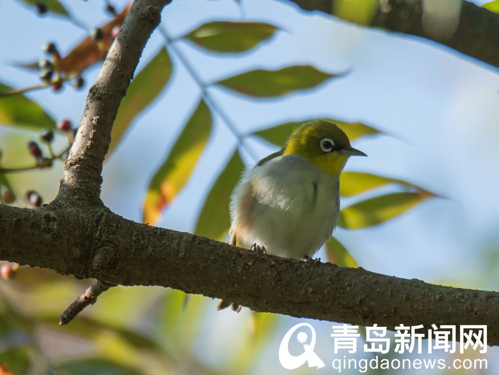 太可爱了吧！绣眼鸟偷吃柿子被摄影师抓拍 就在中山公园