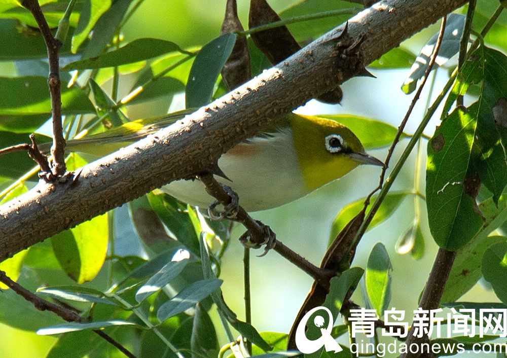 太可爱了吧！绣眼鸟偷吃柿子被摄影师抓拍 就在中山公园