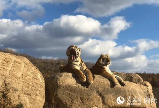 10月21日，牡丹江海林市横道河子东北虎林园，两只东北虎在石头上晒太阳。人民网记者 于洋摄