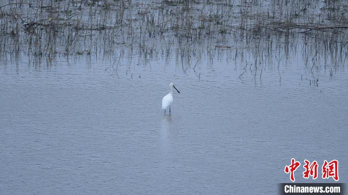 白琵鹭做客山西长子精卫湖国家湿地公园