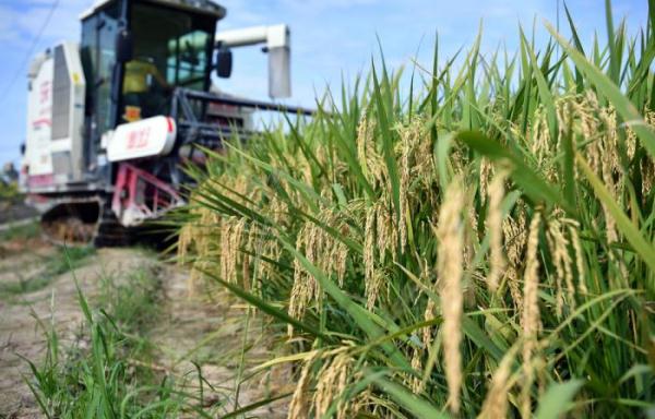 聚焦| 双季亩产1586.86公斤！海南杂交水稻攻关示范项目测产