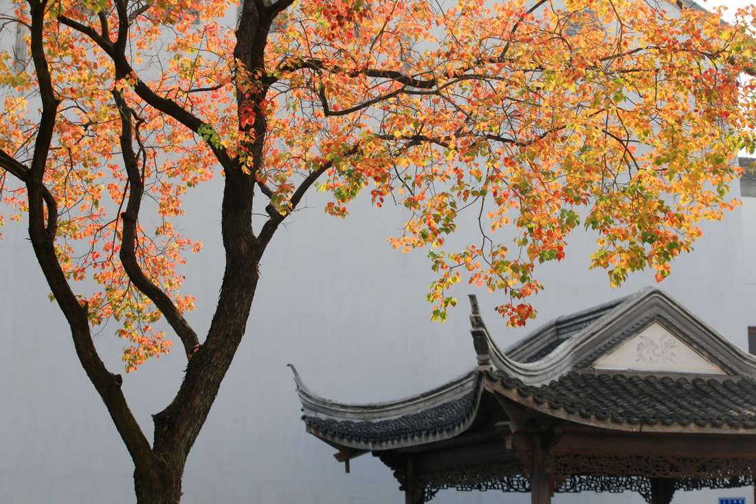 南京秋天 美景图片