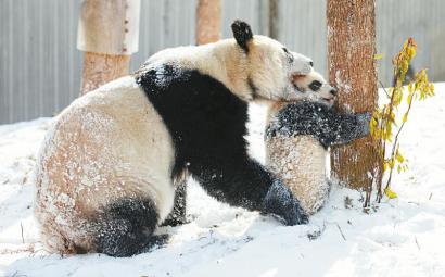 大熊猫国家公园里的自然教育：把课堂搬进森林