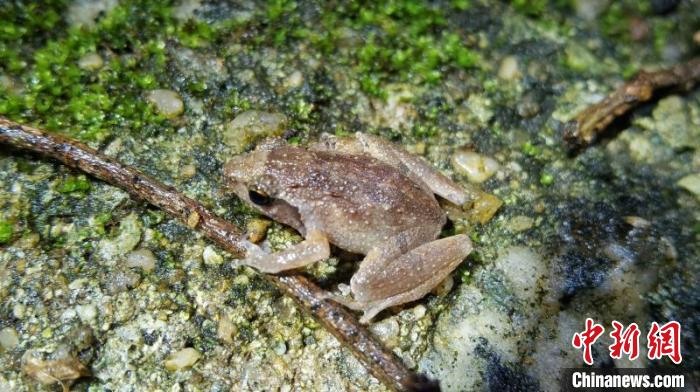 世界上最小的蛙类图片