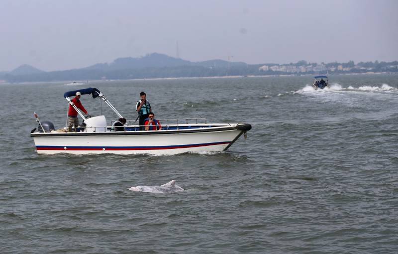 广西钦州：中华白海豚种群壮大发展