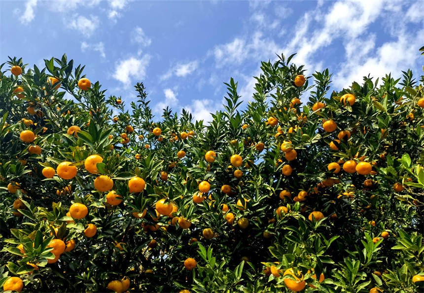 柑橘园里到处是丰收的景象。徐剑摄