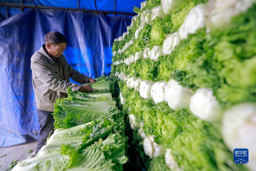 河北唐山：应对寒潮 抢收蔬菜