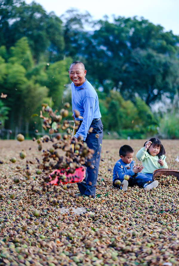 安徽祁门：万亩油茶喜获丰收 生态种植助农致富