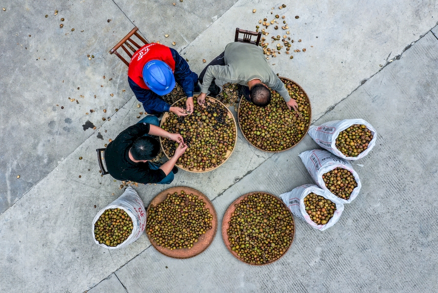 安徽祁门：万亩油茶喜获丰收 生态种植助农致富