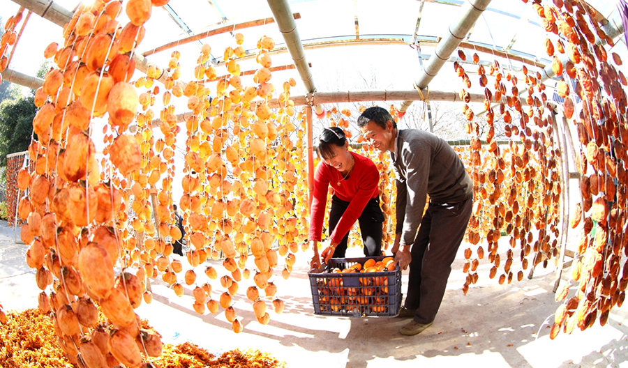 安徽歙县：火红的柿子 红火的日子