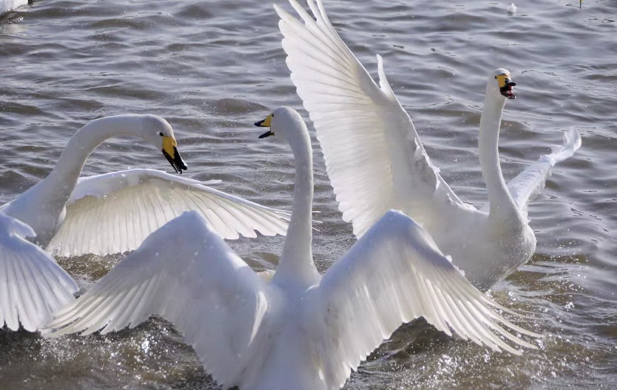 三门峡黄河湿地：天鹅翩翩 如约而至
