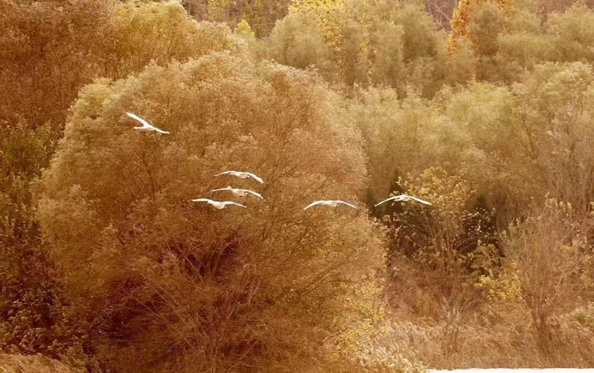 三门峡黄河湿地：天鹅翩翩 如约而至