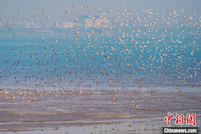 万千鸻鹬类候鸟飞抵青岛胶州湾海洋公园越冬