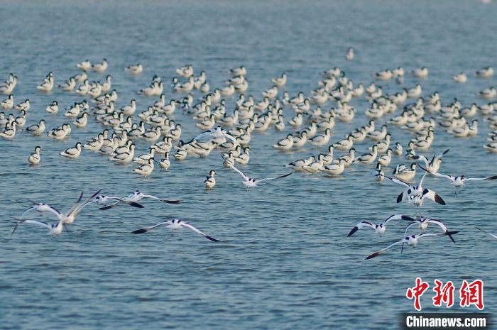 万千鸻鹬类候鸟飞抵青岛胶州湾海洋公园越冬