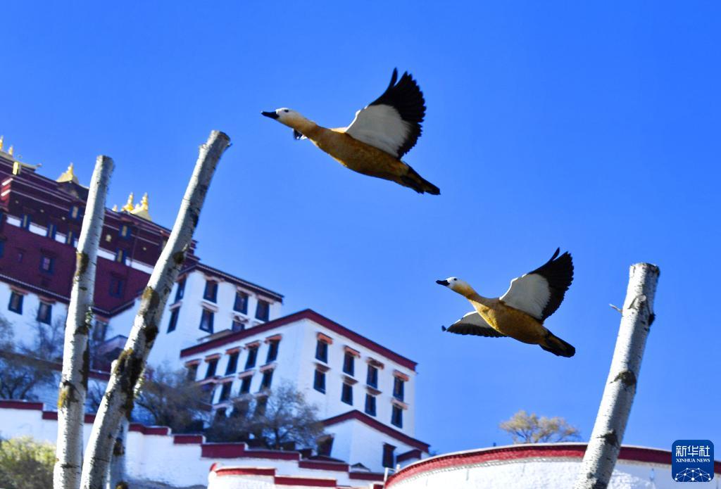 西藏：日光城里候鸟欢