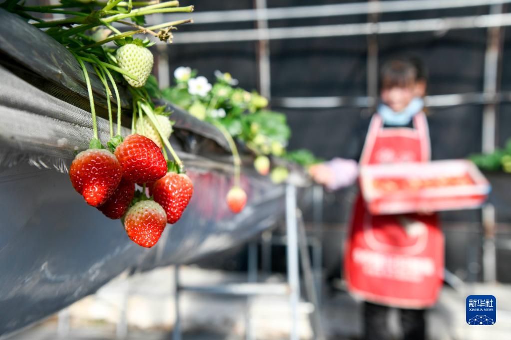 河北隆化：打造“四季草莓”生产基地