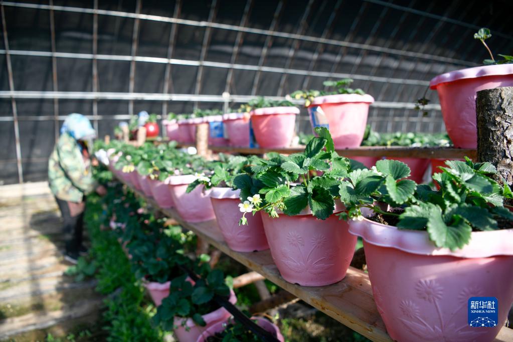 河北隆化：打造“四季草莓”生产基地