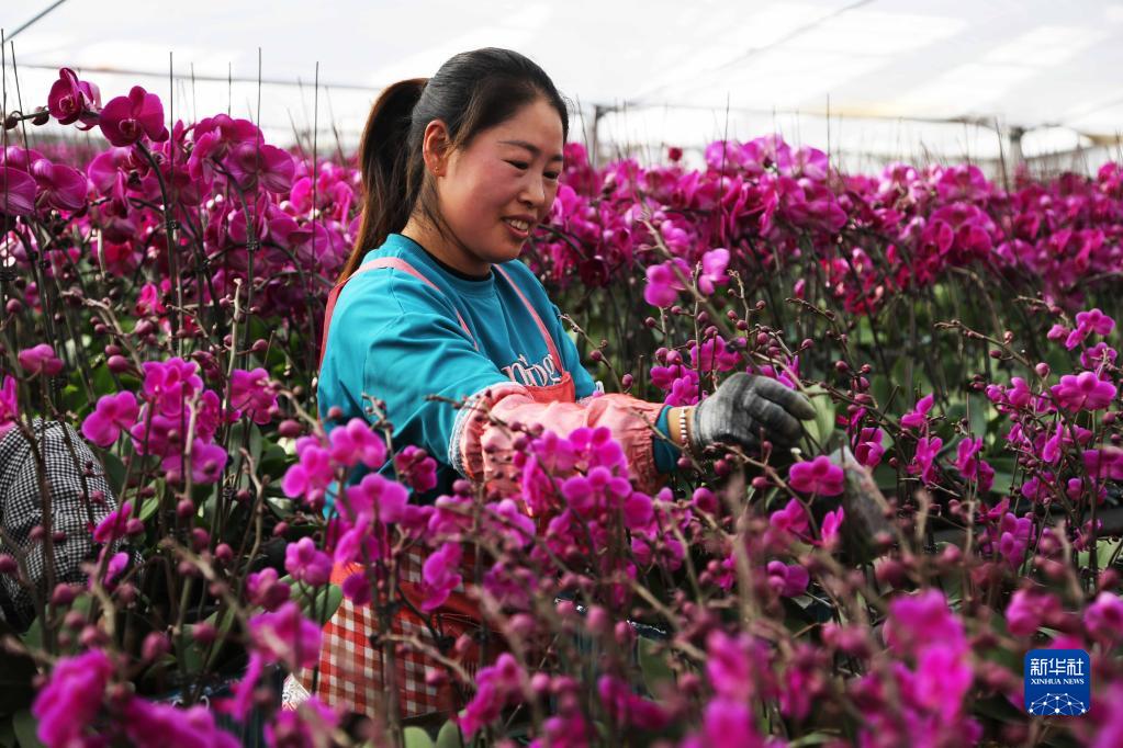 甘肃临洮：花卉产业助力乡村振兴