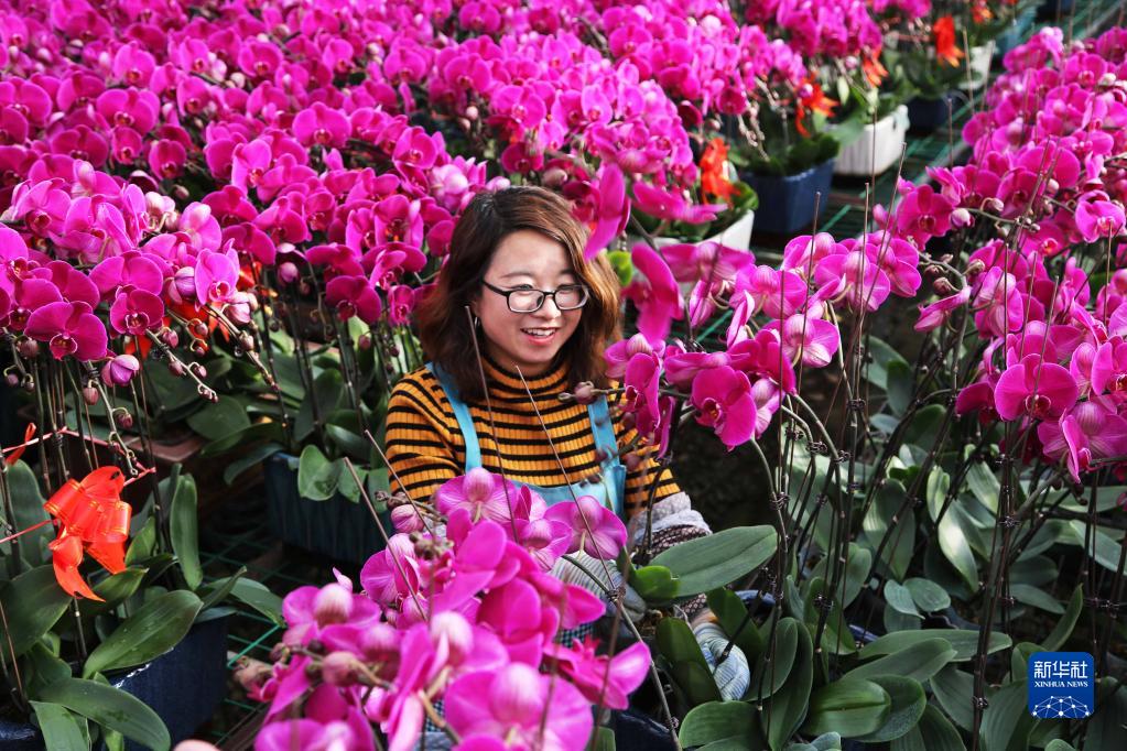 甘肃临洮：花卉产业助力乡村振兴