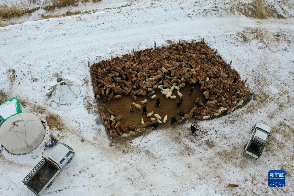 牧民职业化 农牧两结合——探访新疆福海冬牧场