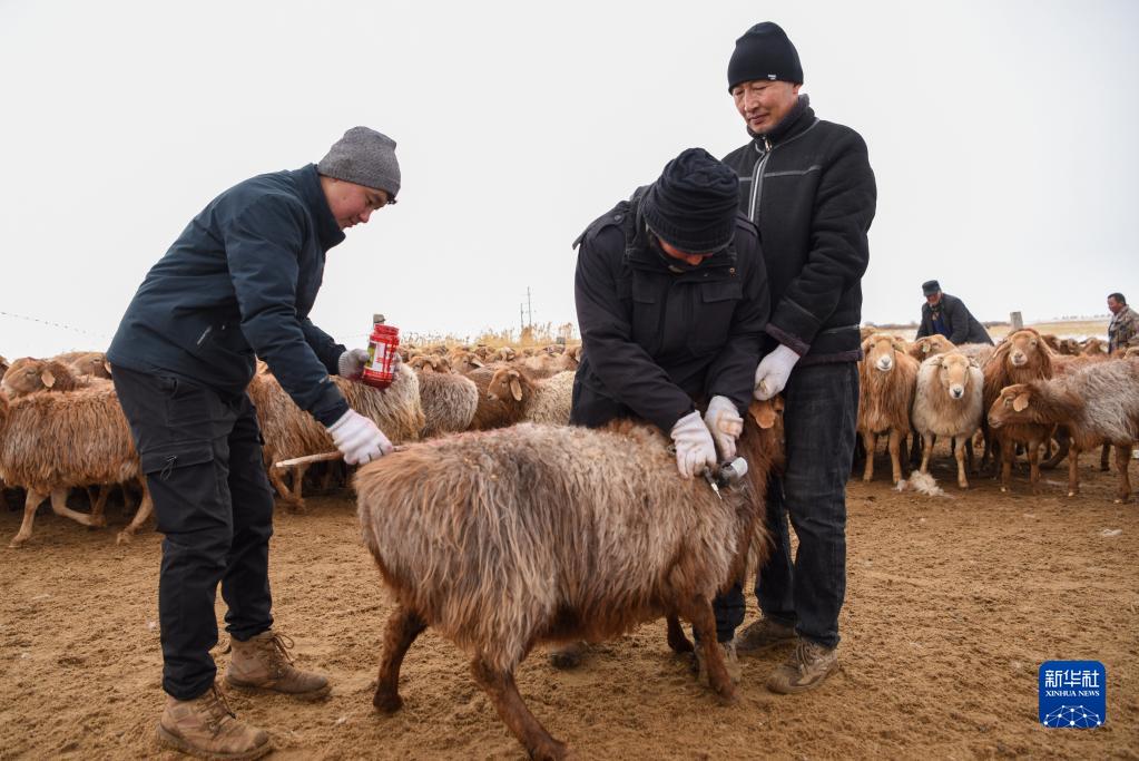 牧民职业化 农牧两结合——探访新疆福海冬牧场