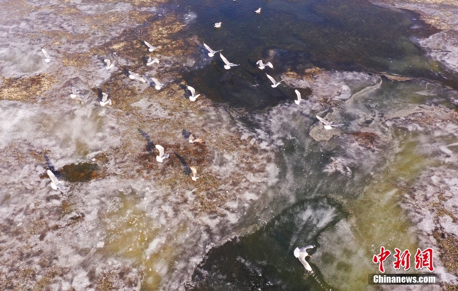 冬日里的独特风景 水鸟湿地公园觅食戏水