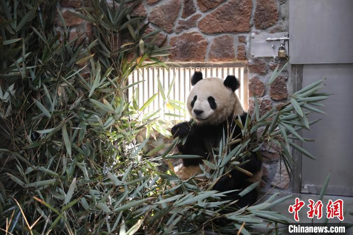 大熊猫在新兽舍里。　成都大熊猫繁育研究基地供图