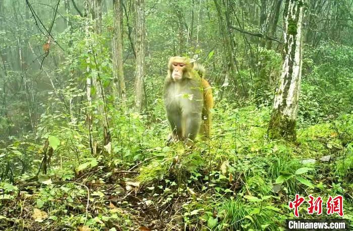 红外相机拍摄到的猴子 湖北野人谷省级自然保护区管理局提供