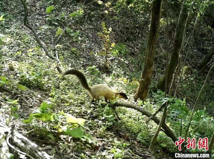 红外相机拍摄到的野生动物 湖北野人谷省级自然保护区管理局提供