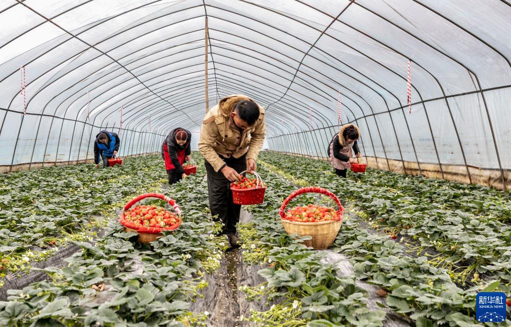 贵州黔西：生态草莓抢鲜上市
