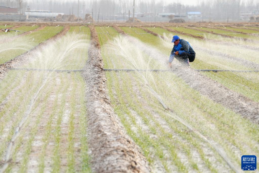 河北滦州：冬小麦封冻水灌溉忙