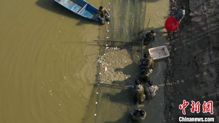 探访长江畔的小渔场：“彭泽鲫”游出大产业
