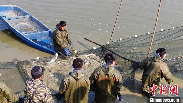 彭泽县芳湖水域渔场内，养殖户正在进行捕捞作业。　袁昕 摄