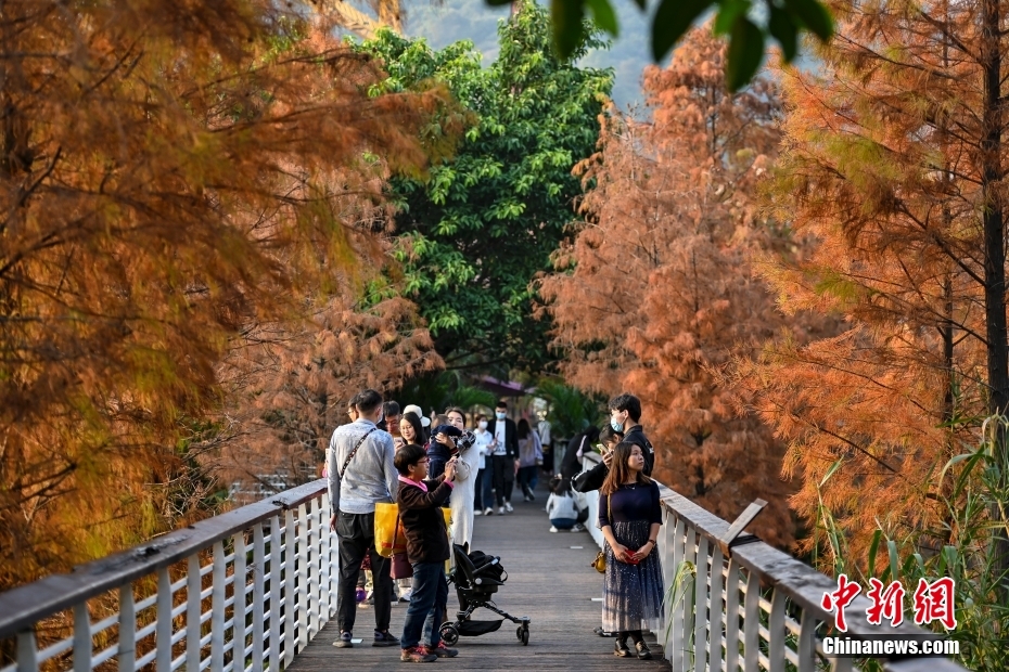 广州天河湿地公园落羽杉迎观赏季