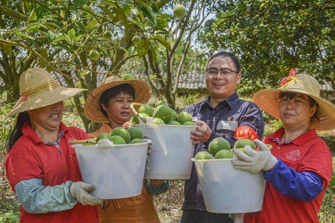 让农户在家门口走上致富路——记广西优秀驻村第一书记吴富华 在石垌村橘红种植基地,驻村第一书记吴富华和贫困户看着采摘下来的硕大橘红,掩饰不住心中的喜悦笑了起来。冯涛 摄