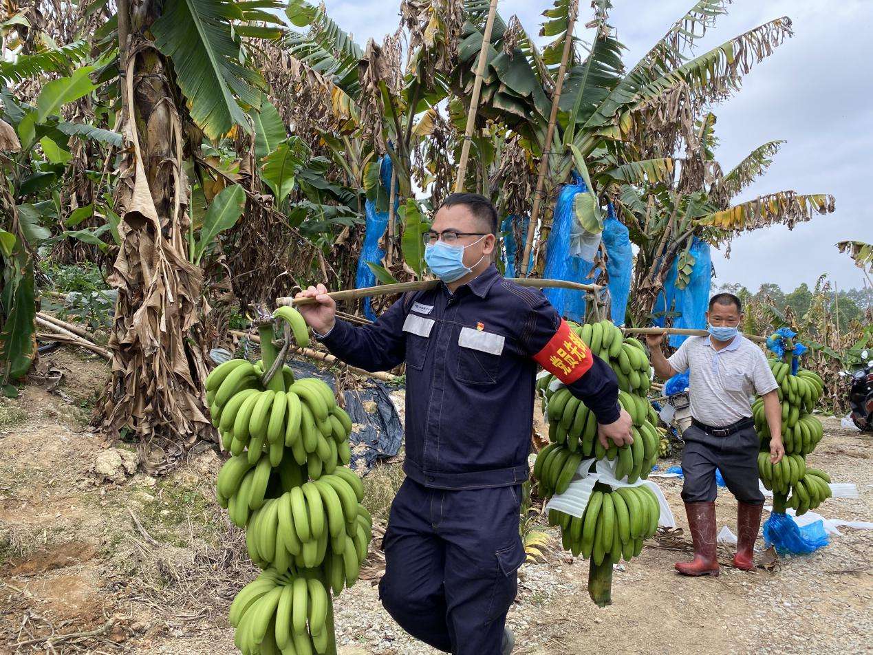 让农户在家门口走上致富路——记广西优秀驻村第一书记吴富华 驻村第一书记吴富华当起“推销员”,帮助农户采摘、销售香蕉。黄龙辉 摄