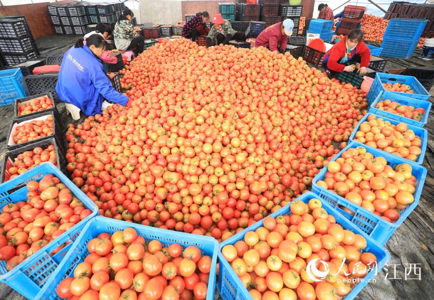 江西乐安：西红柿丰收供应市场