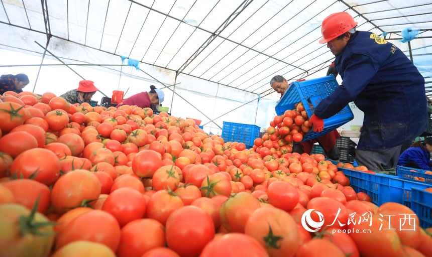 江西乐安：西红柿丰收供应市场