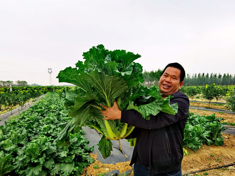 宾阳县黎塘镇：大白菜喜获丰收 亩产超11500公斤