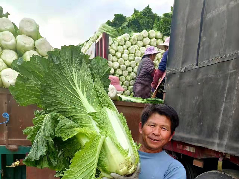 宾阳县黎塘镇：大白菜喜获丰收 亩产超11500公斤