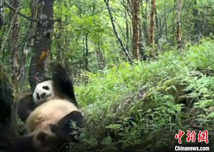 四川平武拍到大熊猫靠树蹭痒翻肚皮画面舒服又惬意