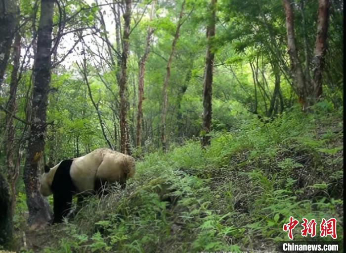四川平武拍到大熊猫靠树蹭痒翻肚皮画面 舒服又惬意