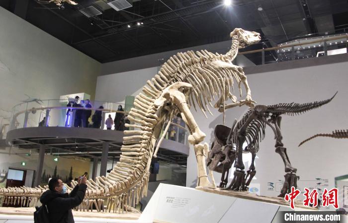山东白垩纪恐龙展开展 “巨型山东龙”亮相