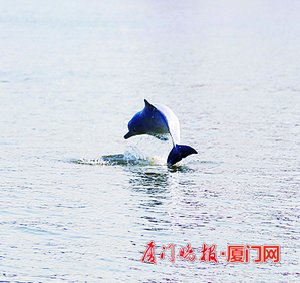 去厦鼓海域邂逅中华白海豚