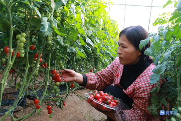 【2022新春走基层·奋斗正当时】圣女果成了致富果